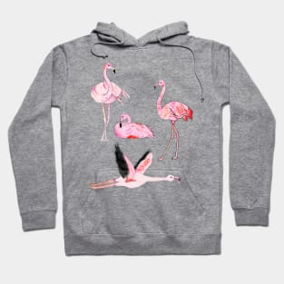 Flamingoes Forever Hoodie